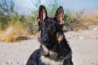 German Shepherd in the Coachella Valley-California Art Print